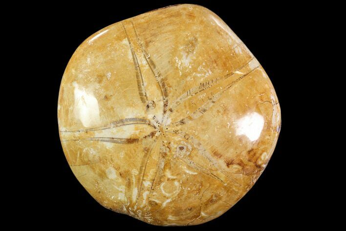 Polished Fossil Sand Dollar (Mepygurus) - Jurassic #88401